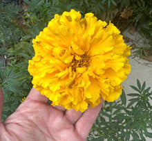 Load image into Gallery viewer, Marigold Seeds