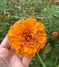 Load image into Gallery viewer, Marigold Seeds