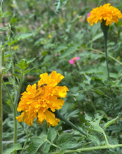 Load image into Gallery viewer, Marigold Seeds
